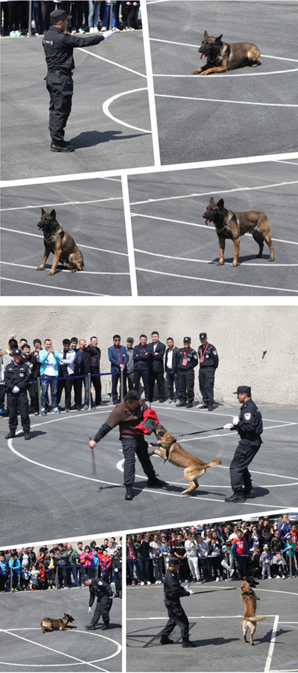 10 温暖！ 凶猛的斗士 无言的战友 满满的 都是陪伴.jpg